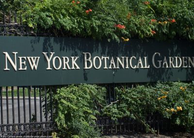 mariage-new-york-jardin-botanique